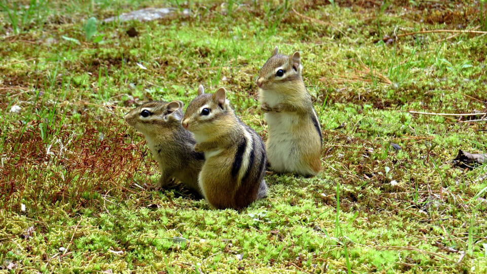 Chipmunks – one person gives a hand…